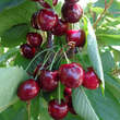 Prunus av. 'Hedelfinger Riesenk.': Bild 1/2