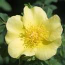 Rose 'Hugonis' - Chinesische Goldrose