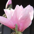 Magnolia 'Sweethart': Bild 2/3