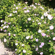 Rose 'President de Seze' (gallica): Bild 5/5