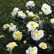 Rose 'Leverkusen': Bild 3/3