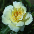 Rose 'Leverkusen': Bild 2/3