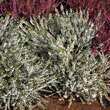 Calluna vulgaris - weiß: Bild 2/3