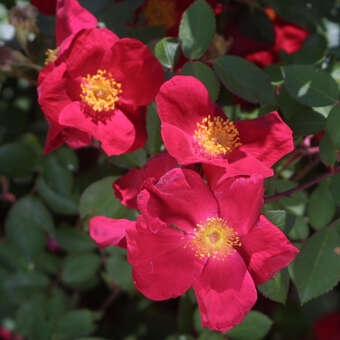 Rose 'Scharlachglut' (gallica)