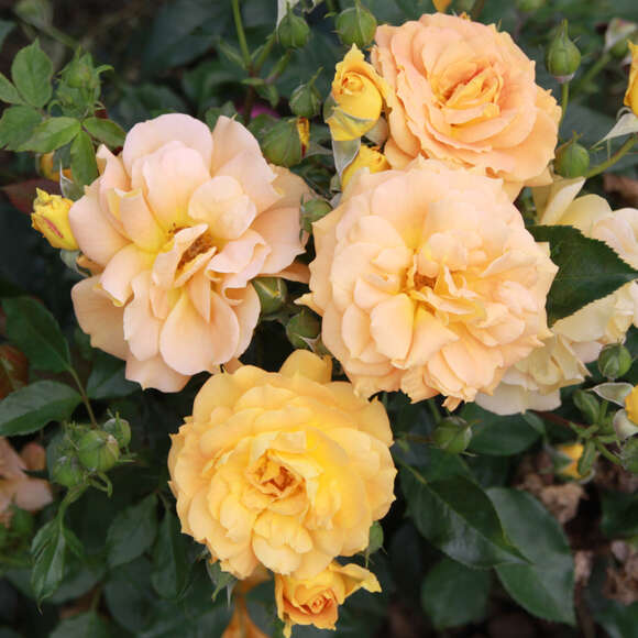 Rose 'Goldelse': Bild 1/6 Rose 'Goldelse': Bild 1/6