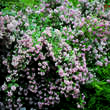 Deutzia 'Mont Rose': Bild 2/4