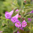 Calamintha grandiflora: Bild 3/4