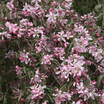 Malus 'Cheal's Weeping': Bild 2/6