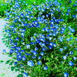 Campanula carpatica 'Blaue Clips': Bild 1/1