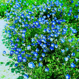 Campanula carpatica 'Blaue Clips' - Karpaten-Glockenblume