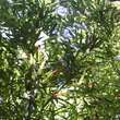 Phyllostachys viridiglaucescens: Bild 2/7