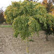 Carpinus betulus 'Pendula': Bild 4/4