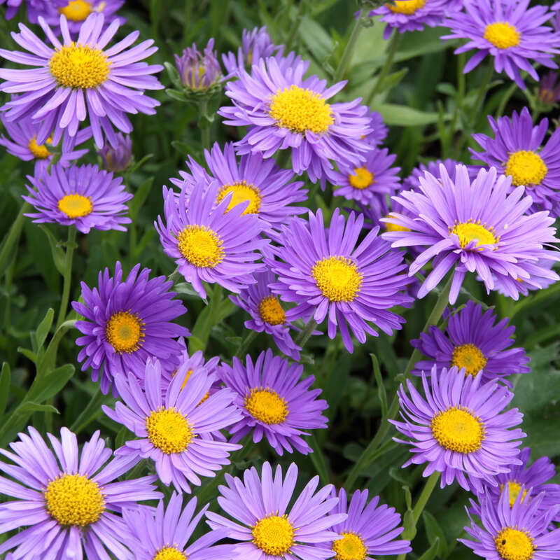 Aster Des Alpes Bleu (Aster Alpinus 'Dunkle Schöne') - Sachet De 50 Graines - Vivace Rustique Pour Jardin Ensoleillé