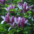 Magnolia liliiflora 'Nigra': Bild 5/5