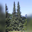 Picea omorika: Bild 4/4
