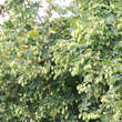 Humulus lupulus: Bild 2/3