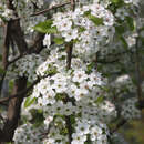 Pyrus calleryana 'Aristocrat' - Zierbirne