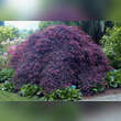Acer palmatum 'Inaba-shidare': Bild 4/4