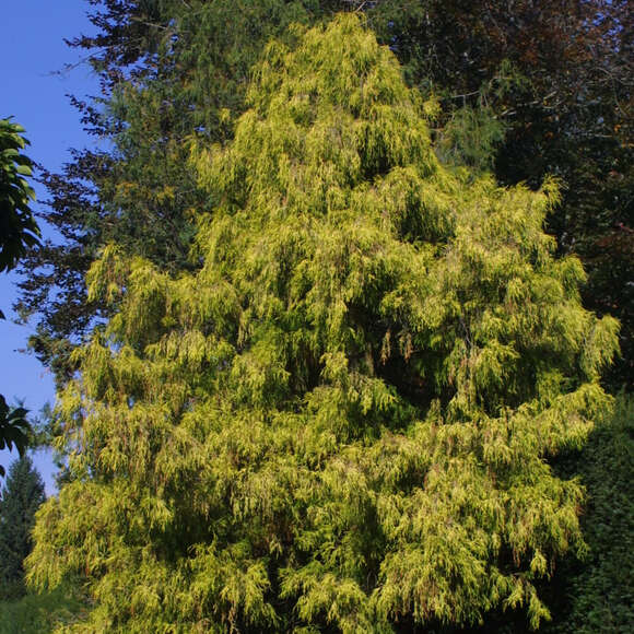 Chamaecyparis pisifera 'Filifera Aurea Nana': Bild 2/4 Chamaecyparis pisifera 'Filifera Aurea Nana': Bild 2/4