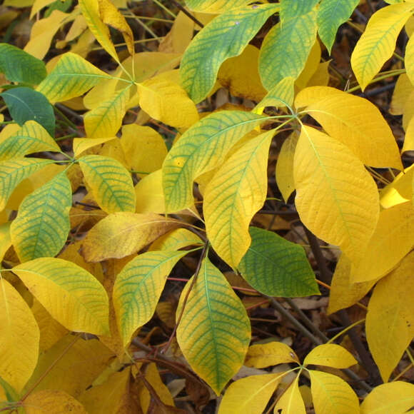 Aesculus parviflora: Bild 6/8 Aesculus parviflora: Bild 6/8