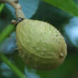 Aesculus carnea 'Briotii': Bild 6/6