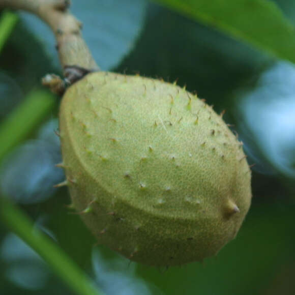 Aesculus carnea 'Briotii': Bild 5/6 Aesculus carnea 'Briotii': Bild 5/6