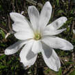 Magnolia stellata 'Waterlily': Bild 1/5