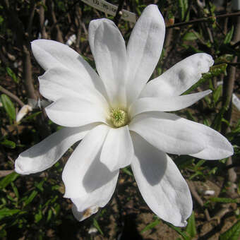 Magnolia stellata 'Waterlily'