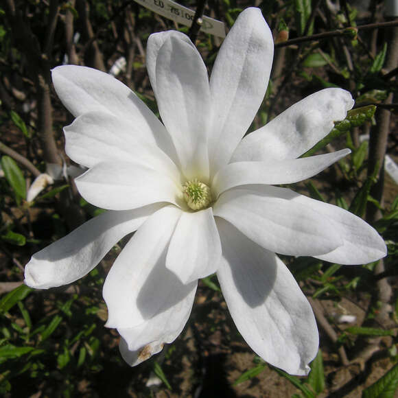 Magnolia stellata 'Waterlily': Bild 2/5 Magnolia stellata 'Waterlily': Bild 2/5