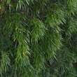 Phyllostachys viridiglaucescens: Bild 3/7