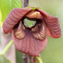 Asimina triloba - Pawpaw, Indianerbanane