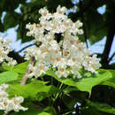 Catalpa bignonioides - Trompetenbaum