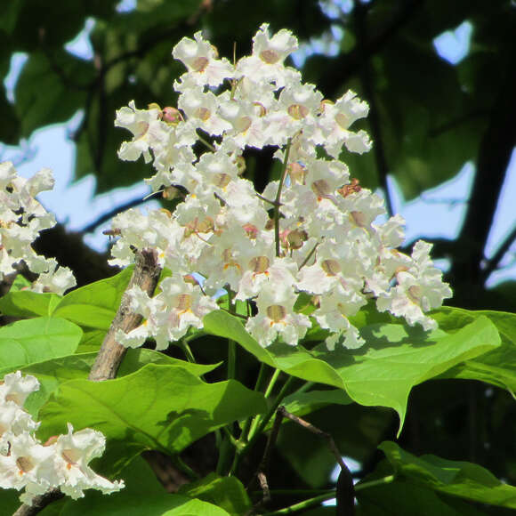 Catalpa bignonioides: Bild 1/8 Catalpa bignonioides: Bild 1/8