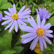 Aster 'Little Carlow': Bild 6/9