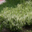 Deutzia gracilis: Bild 3/5