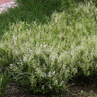 Deutzia gracilis: Bild 3/5