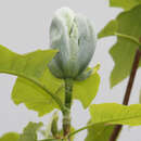 Magnolia acuminata - Baummagnolie