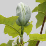 Magnolia acuminata - Baummagnolie