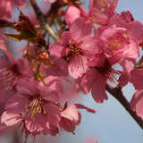 Prunus 'Collingwood Ingram' - Zierkirsche