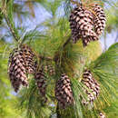 Pinus schwerinii - Seidenföhre