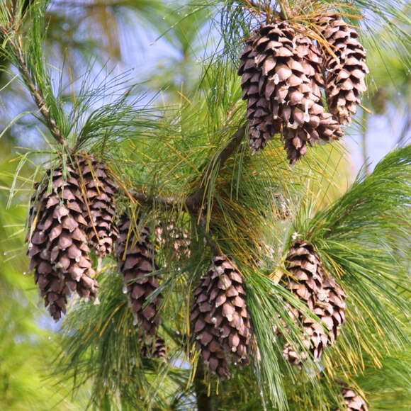 Pinus schwerinii: Bild 4/10 Pinus schwerinii: Bild 4/10