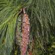 Pinus schwerinii: Bild 6/7