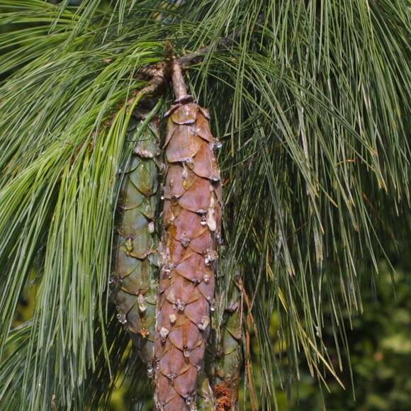 Pinus schwerinii: Bild 9/10 Pinus schwerinii: Bild 9/10