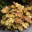 Heuchera 'Amber Waves': Bild 1/2