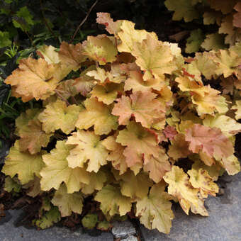 Heuchera 'Amber Waves'