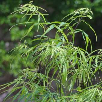 Acer palmatum 'Koto-no-ito'