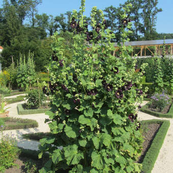 Alcea rosea 'Nigra'