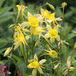 Aquilegia chrysantha 'Yellow Queen': Bild 2/2