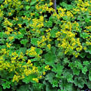 Alchemilla erythropoda - Kriech-Frauenmantel