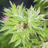 Acer palmatum 'Higasayama' - Japanischer Ahorn
